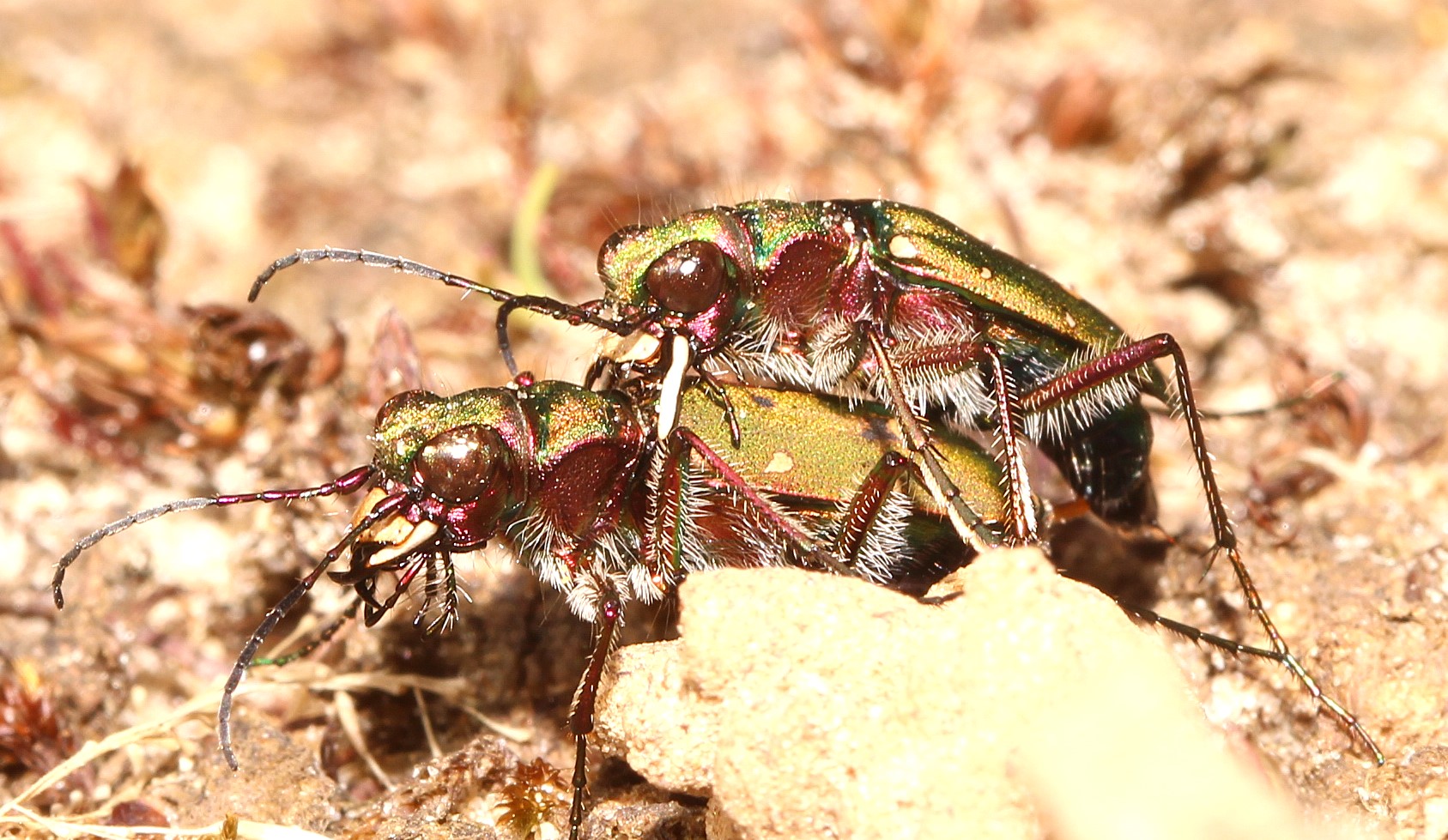Feldsandlaufkäfer-Cicindela campestris-Paarung