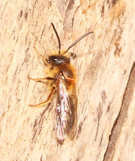 Männchen von Andrena haemorrhoa