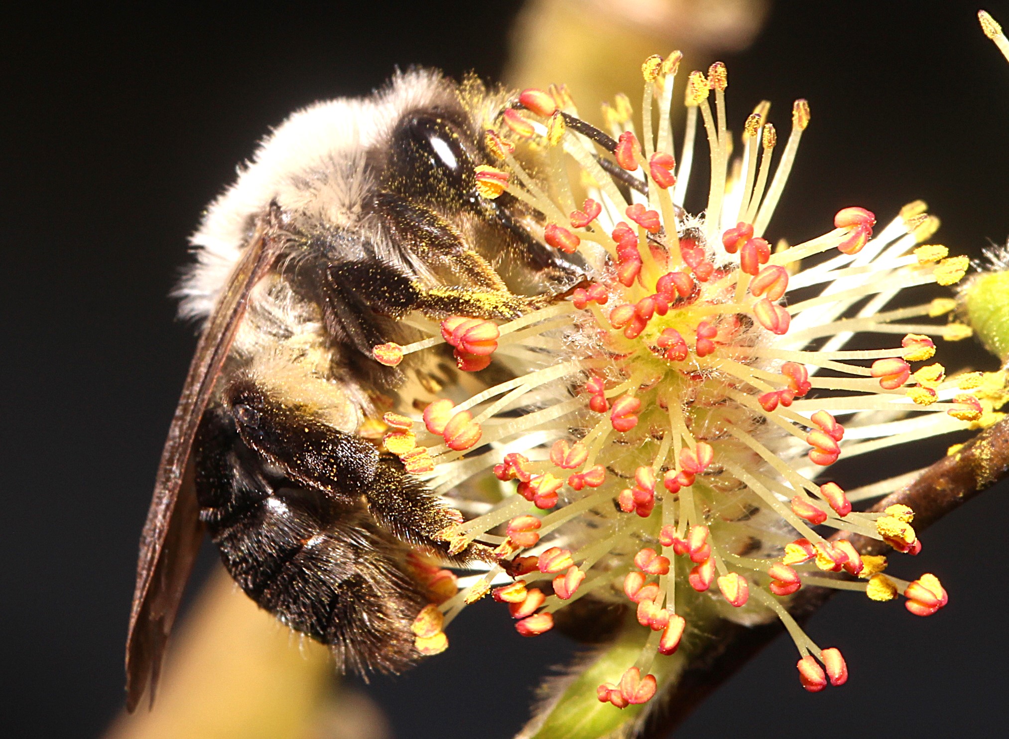 Weibchen von Andrena vaga an Weide