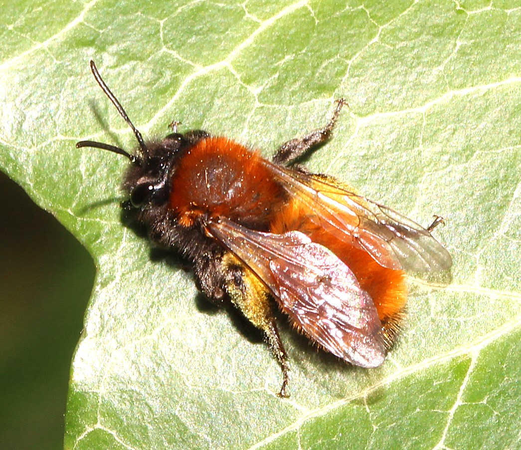 Weibchen von Andrena fulva