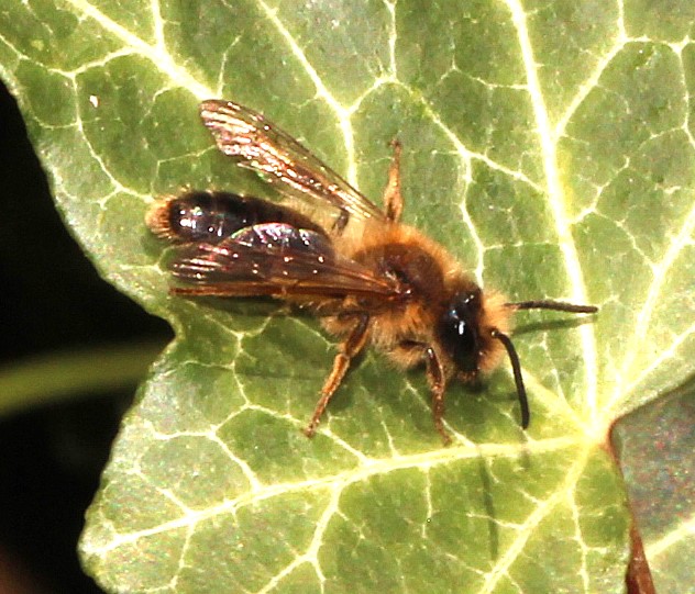 Männchen von Andrena haemorrhoa