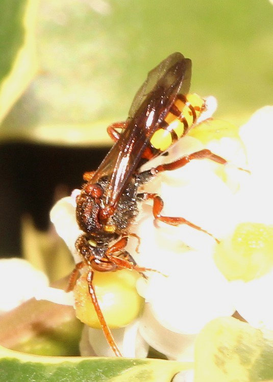 Nomada flava-w