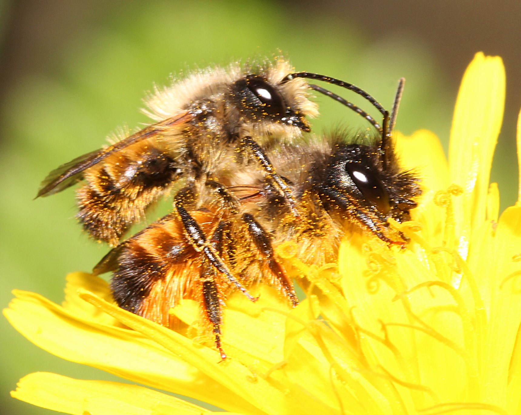 Paarung von Osmia bicornis