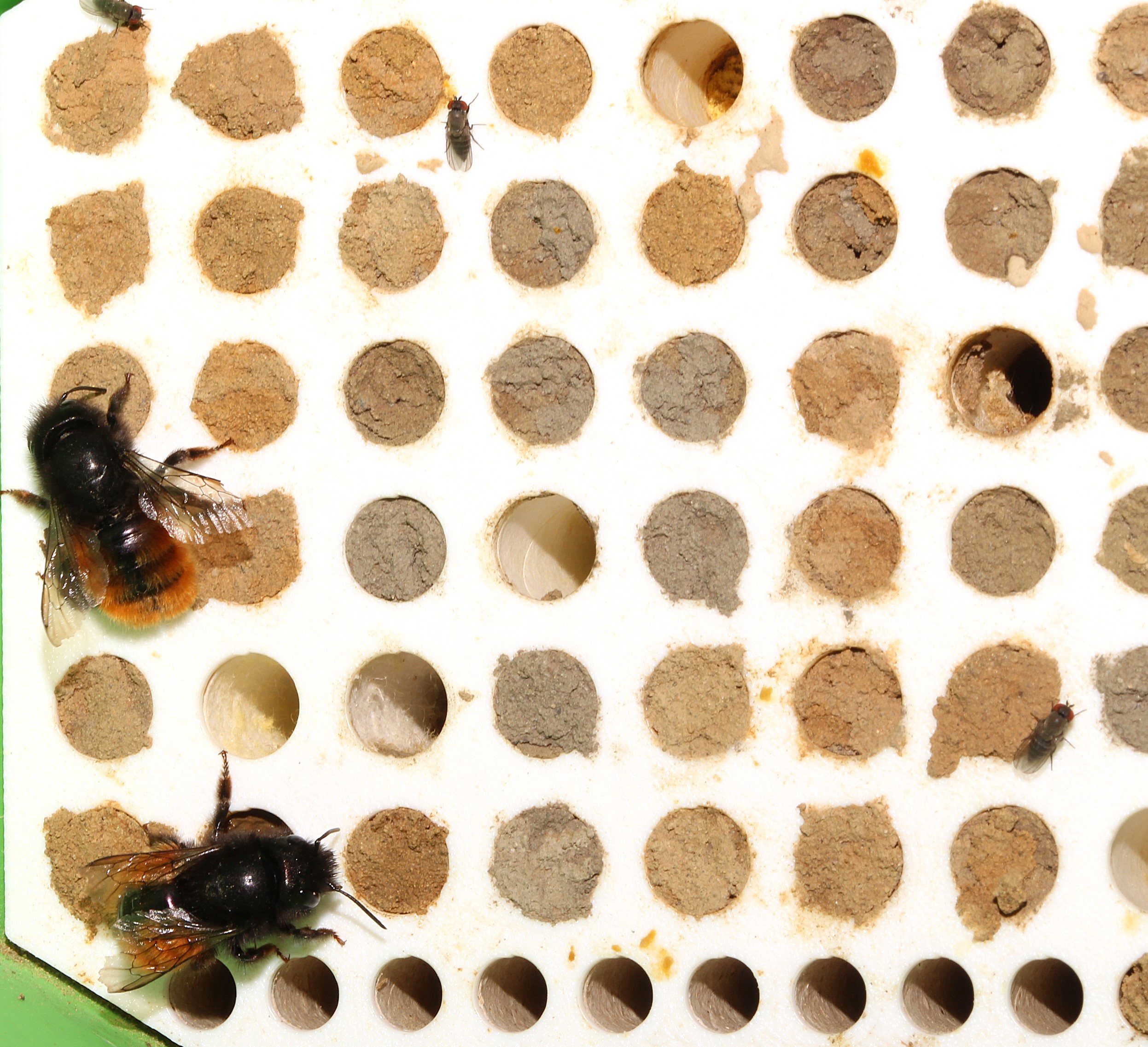 Späte Weibchen von Osmia cornuta und parasitische Fliegen